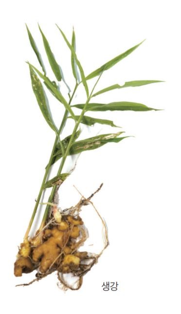 생강 효능