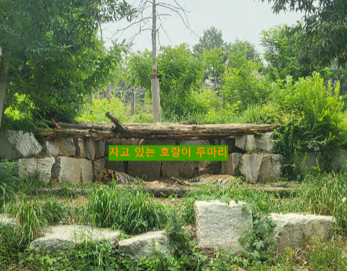 자고 있는 호랑이 두마리 모습