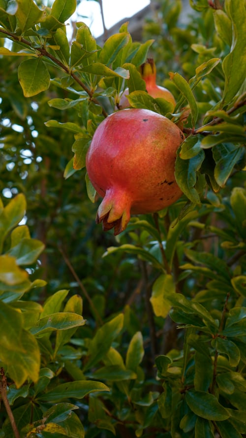 신비복숭아 신선함