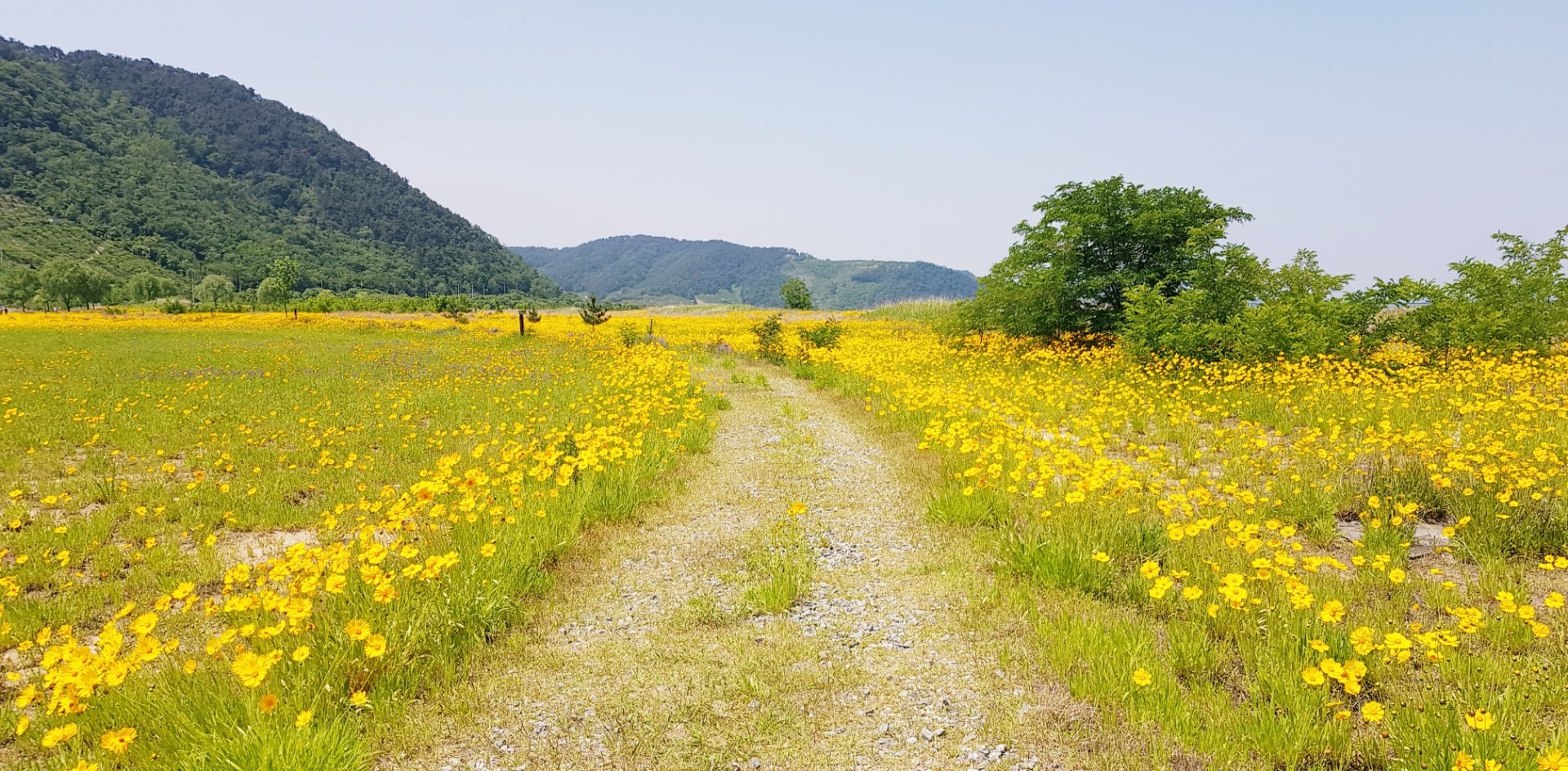 창원 북면수변생태공원 금계국