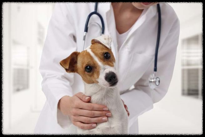 강아지 피부병: 원인과 관리 방법