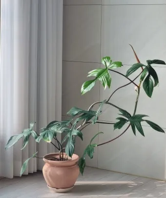 실내식물 초보 체크리스트 물주기 빛 습도 분갈이 한눈에 정리_9