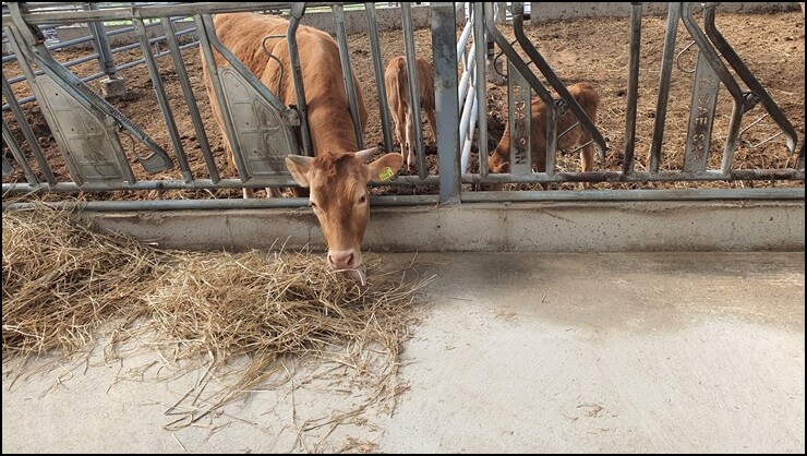 소가-발효된-건초를-먹고-있는-모습