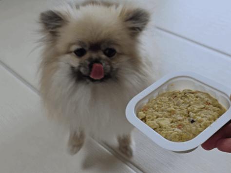 듀먼 화식을 본 강아지의 반응