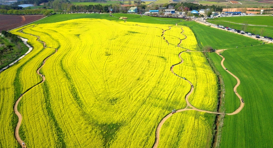 청보리밭유채꽃