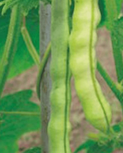 강남콩 심는 시기 심는(재배) 방법 심는 간격 및 조림 만들어보기(강낭콩)