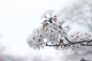 벚꽃보다 먼저 만나는 봄! 광양 매화마을 & 양산 원동 매화축제 완벽 가이드