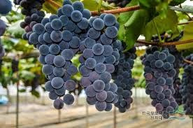 포도주 만드는 법