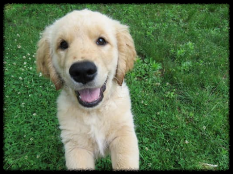 강아지 사료 급여량 계산 가이드