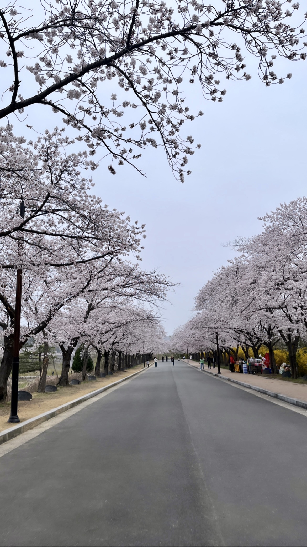 경주 벚꽃