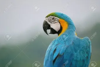 앵무새 분양 가격 키우기 분양 수명 먹이 성격 종류_13