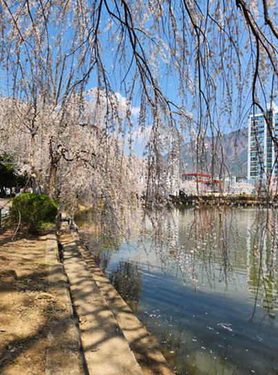연지못 버들벚꽃