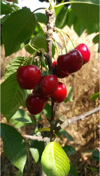 체리 재배 수분수 선택 전정 시기 열매 갈라짐 예방_33