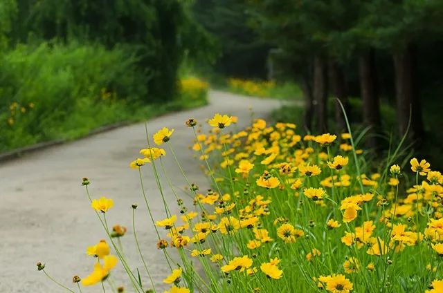 함안 악양생태공원 금계국 개화 시기와 사진 촬영 팁_2