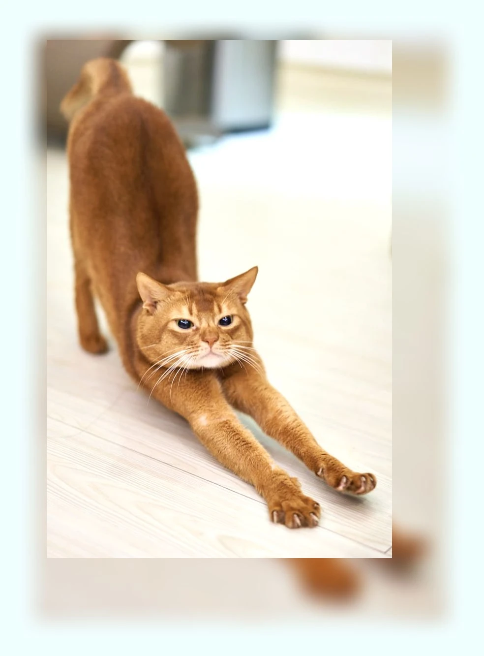 고양이 두부모래_2_subsection