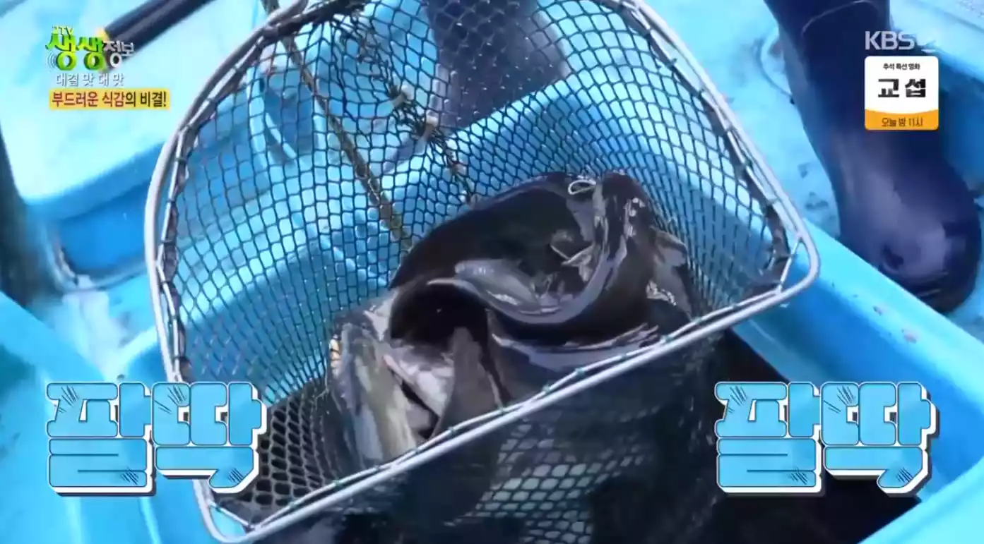 메기