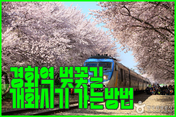 화역 벚꽃길 개화 시기와 가는 방법 완벽
