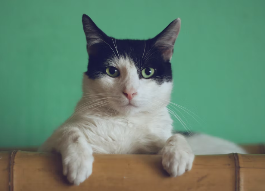 고양이 산책