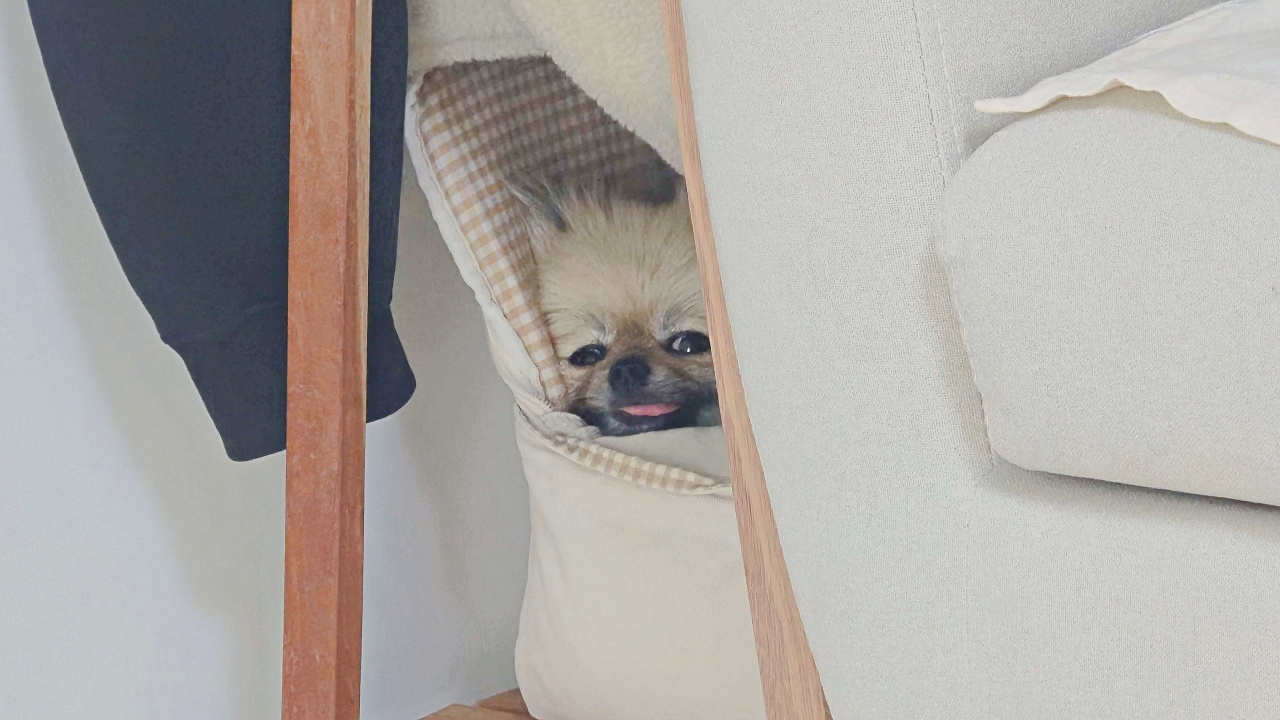 강아지를 두고 외출하자 보인 반응