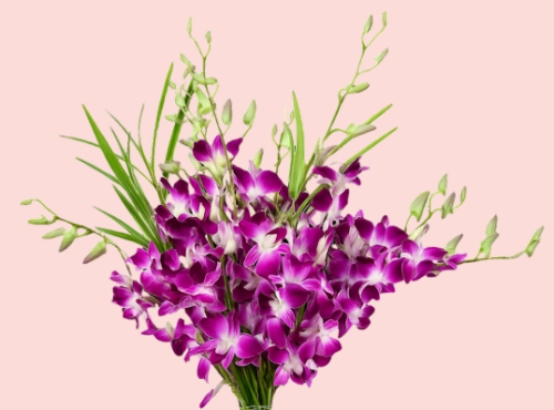 겨울 꽃 덴드로비움