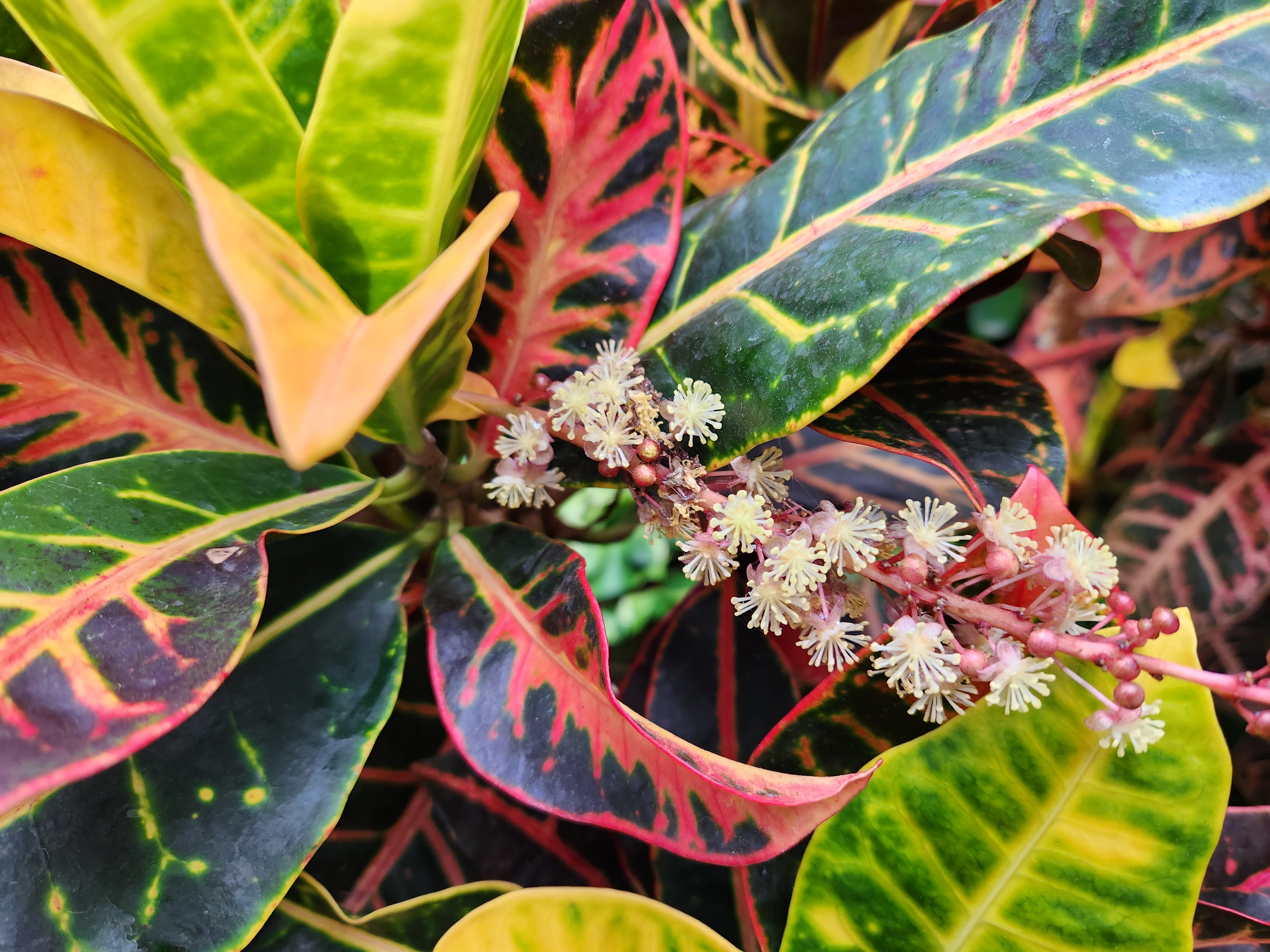 크로톤(Croton)
