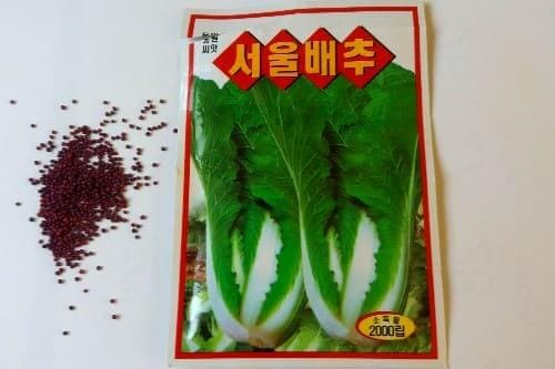 얼갈이배추-엇갈이배추-심는시기-파종시기-수확시기