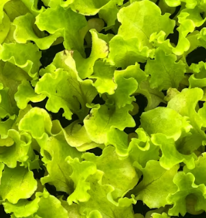 치커리 효능 부작용 뿌리 가루 고르는법 칼로리