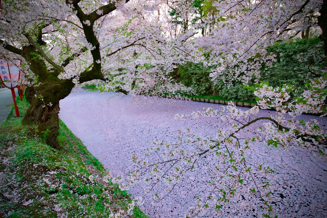 Moat