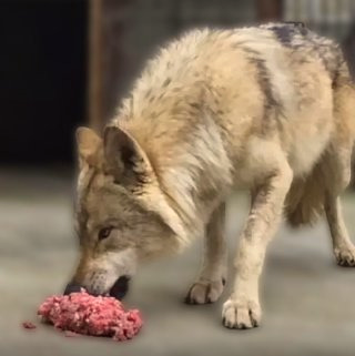 늑구 근황 &amp;#124; 성심당 늑구빵 &amp;#124; 대전 오월드 스타 늑대