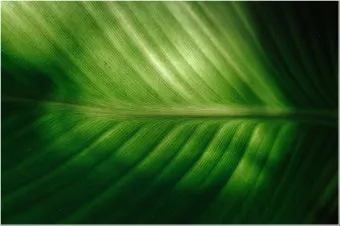 알레르기 배려 저자극실내식물 추천 흙먼지줄이기 수경재배 활용_7