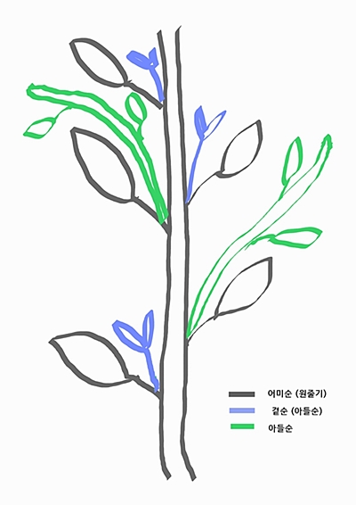 호박 순치기