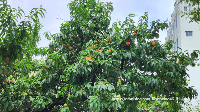 복숭아(桃) Peach