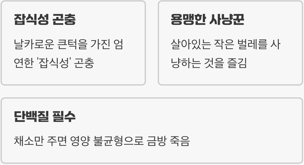 초록색 갑옷의 작은 사냥꾼