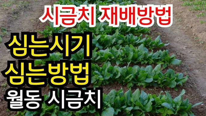 &amp;quot;시금치