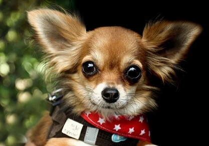 인기 애완견 치와와