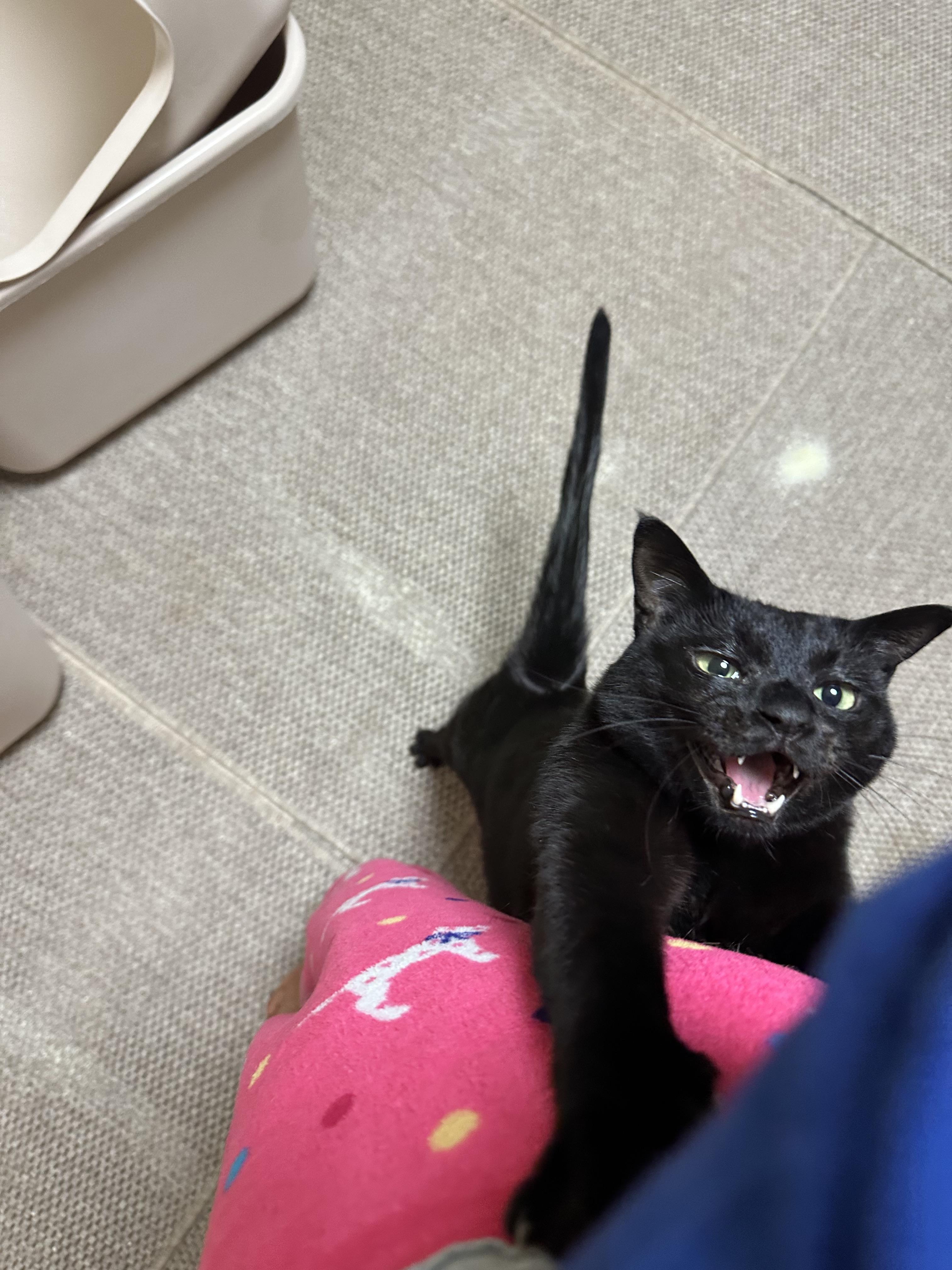 2월 고양이들 화장실 모래 전체갈이 (feat.사이잘룩러그)