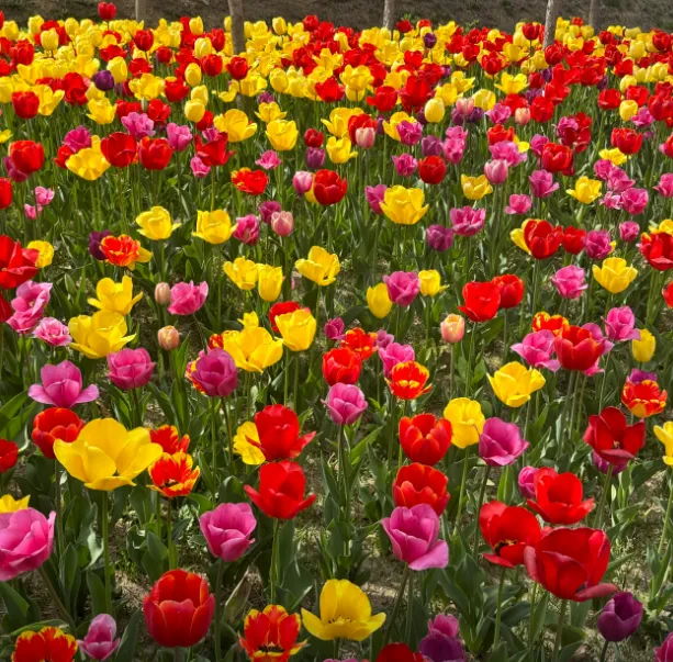 피나클랜드 억만송이 봄꽃대향연 입장료 할인과 불꽃놀이 보기