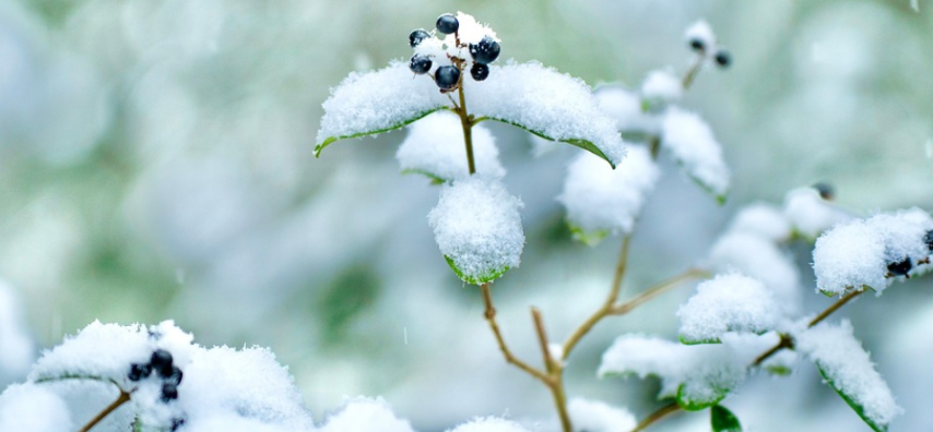 겨울철 실내 식물 관리법