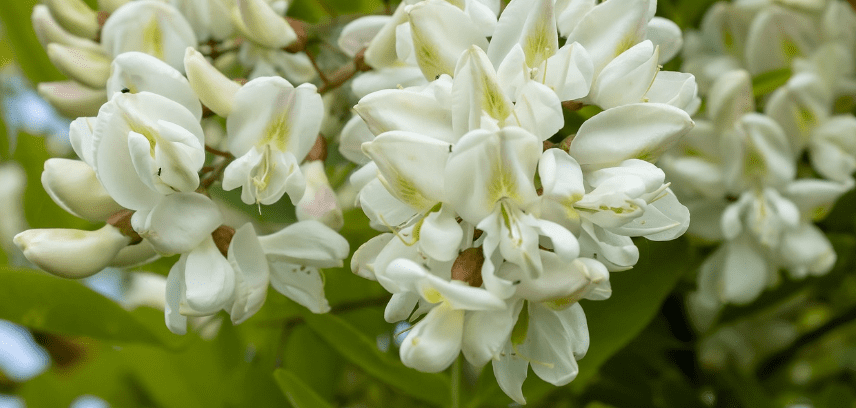 아카시아 꽃이 활짝 피어 있다