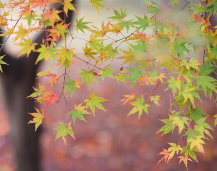 가을에 피는 꽃 단풍나무