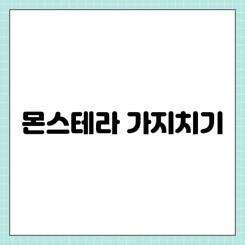 몬스테라 가지치기, 수경재배 키우는법 꿀팁까지