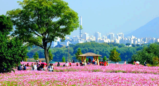 구리 코스모스축제
