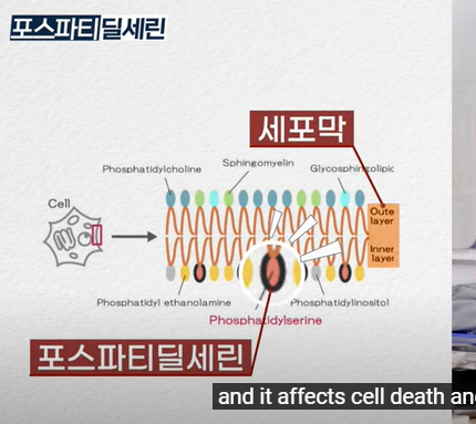 포스파티딜세린의 효능 부작용 작용기전
