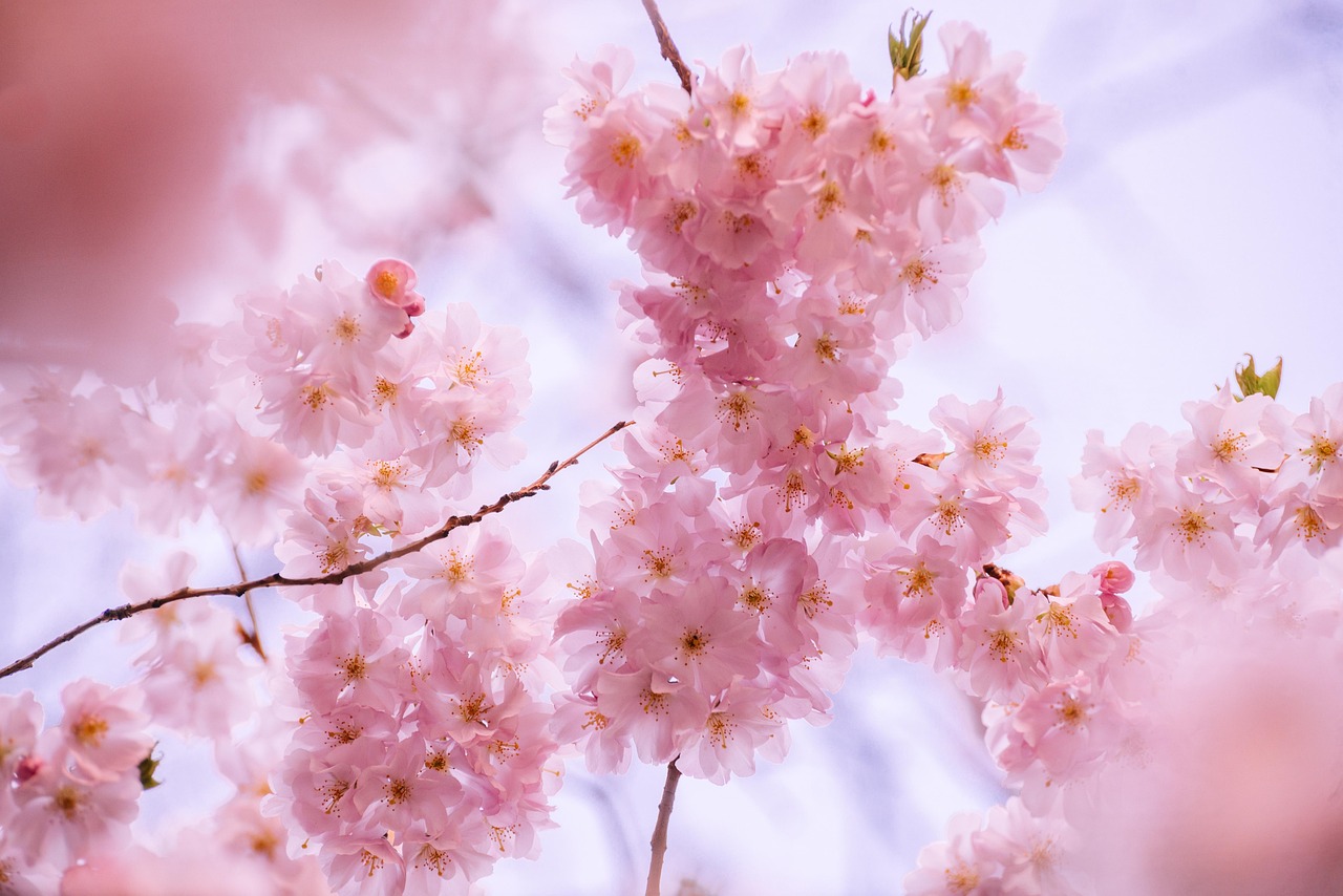 만개한 벚꽃 2