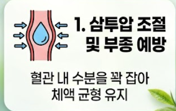 알부민 효능