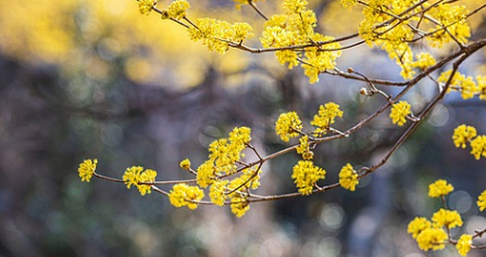 구례 산수유축제