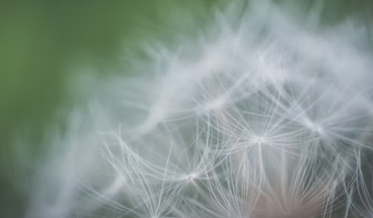 꽃가루 지수 확인 방법