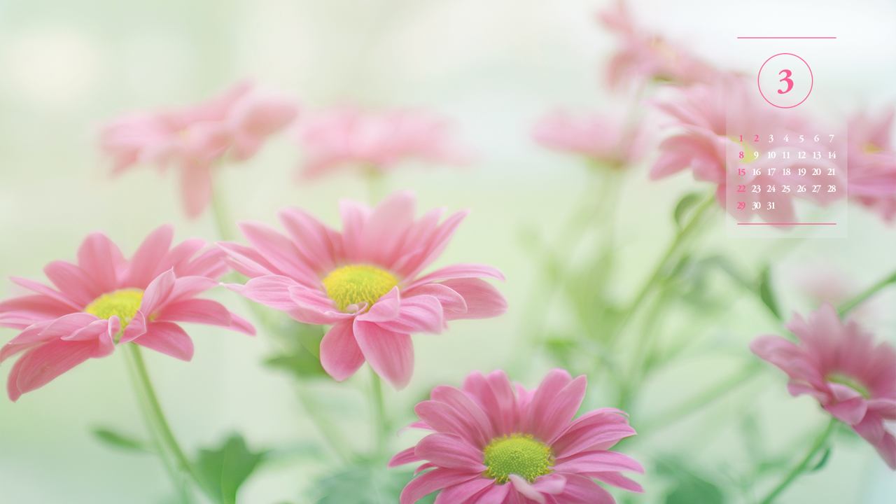 01 분홍 꽃 A - 2026년3월 달력배경화면