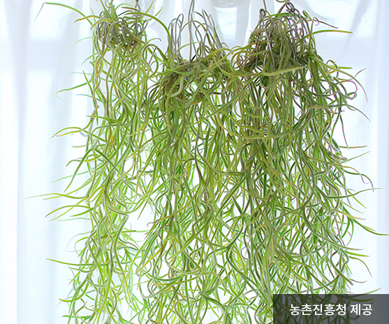 공기정화식물-틸란드시아