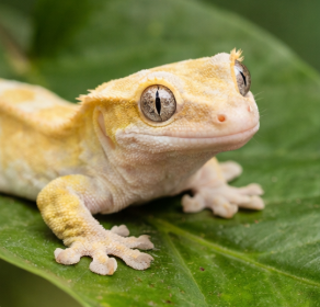 크리스티드게코 신고방법